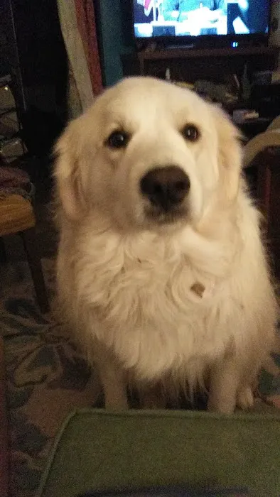 Williams Veterinary Service Picture 7