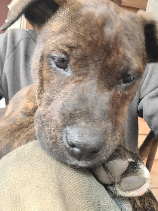 Williams Veterinary Service Picture 8