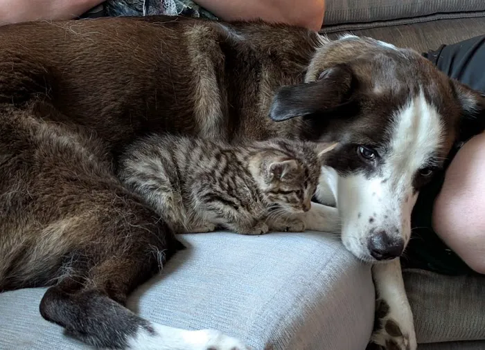 Graff Veterinarian Clinic Picture 1