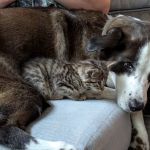 Graff Veterinarian Clinic