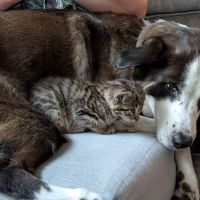 Graff Veterinarian Clinic ico