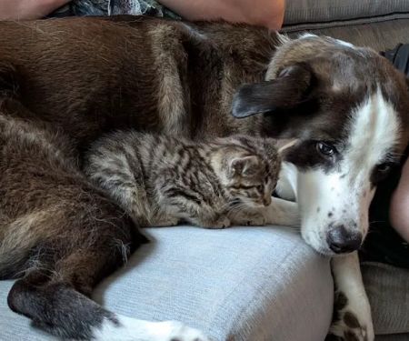 Graff Veterinarian Clinic