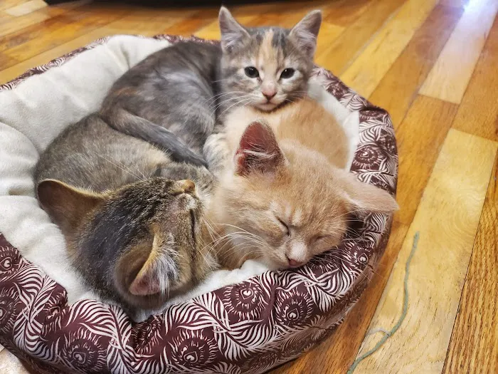 Graff Veterinarian Clinic Picture 4