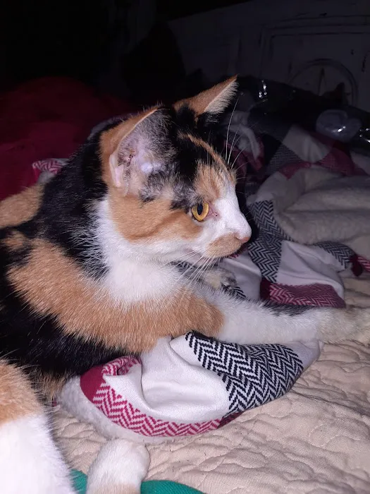 Graff Veterinarian Clinic Picture 9