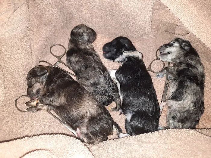 Graff Veterinarian Clinic Picture 10