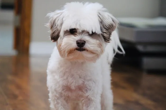 Priority Pet Care of the Ozarks - Willow Springs Picture 3