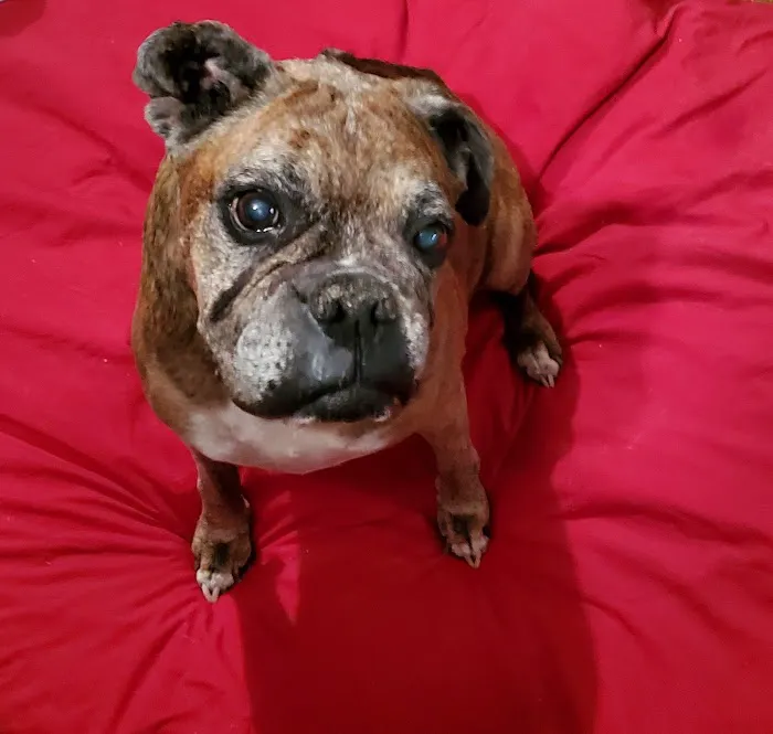 Taylor Veterinary Clinic Picture 1