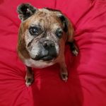 Taylor Veterinary Clinic