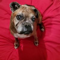 Taylor Veterinary Clinic ico