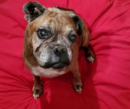 Taylor Veterinary Clinic