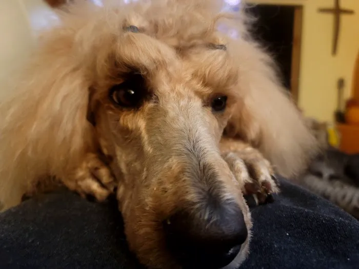 54 Veterinary Clinic Picture 1