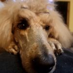 54 Veterinary Clinic