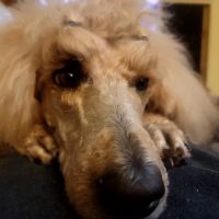 54 Veterinary Clinic ico