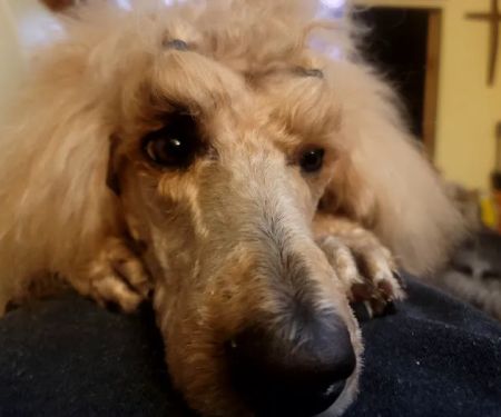 54 Veterinary Clinic