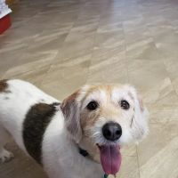 Animal Care Center ico