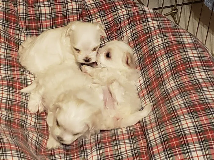 All Creatures Animal Hospital Picture 2