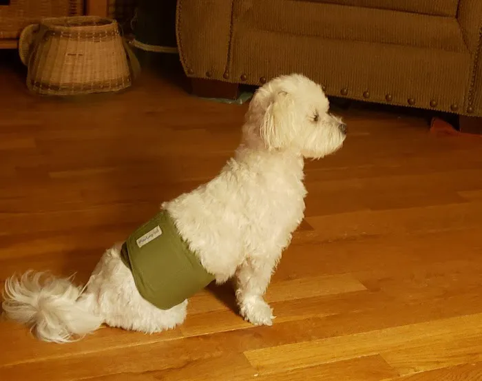 All Creatures Animal Hospital Picture 1