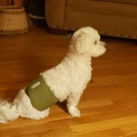 All Creatures Animal Hospital ico