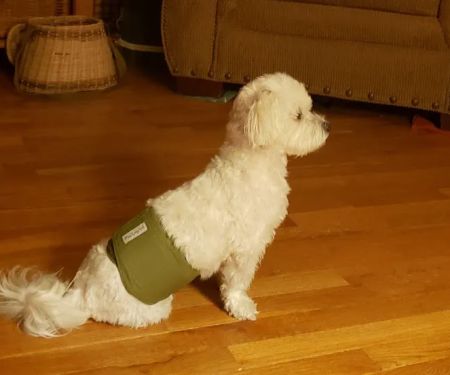 All Creatures Animal Hospital