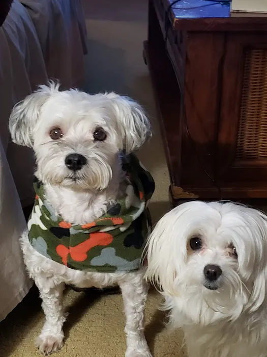 All Creatures Animal Hospital Picture 3