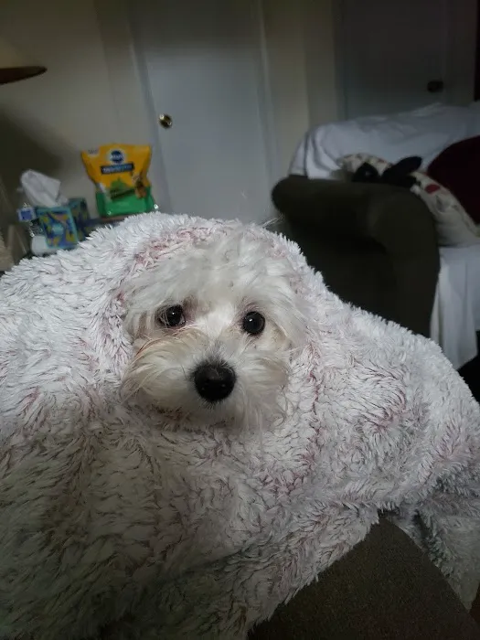 All Creatures Animal Hospital Picture 4