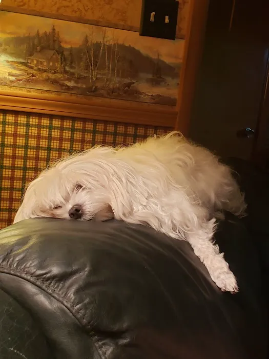 All Creatures Animal Hospital Picture 5