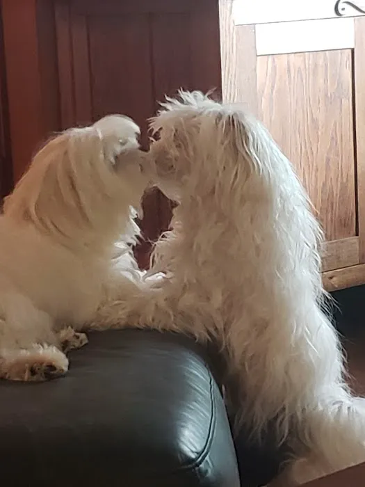 All Creatures Animal Hospital Picture 8