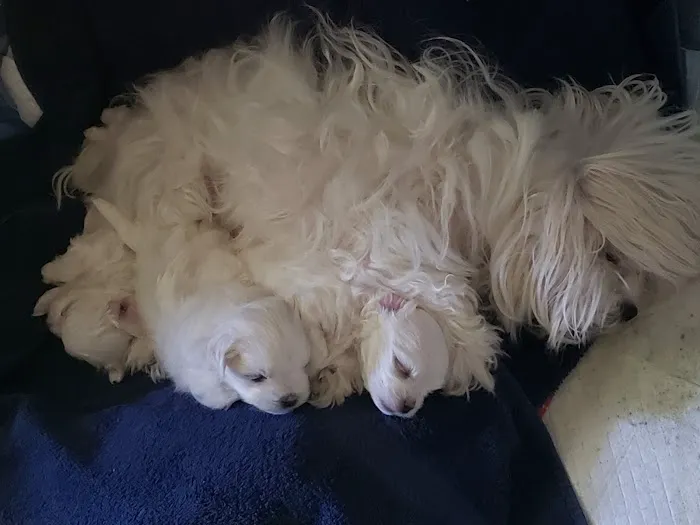 All Creatures Animal Hospital Picture 10