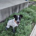 Coffey County Veterinary Services