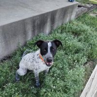 Coffey County Veterinary Services ico