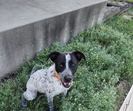 Coffey County Veterinary Services