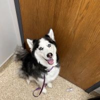 Candlewood Veterinary Clinic ico