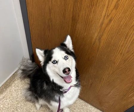 Candlewood Veterinary Clinic