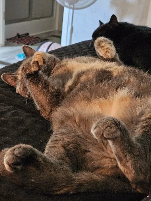 Deep Well Veterinary Services Picture 1