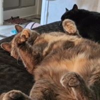 Deep Well Veterinary Services ico