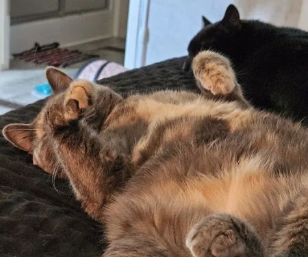 Deep Well Veterinary Services