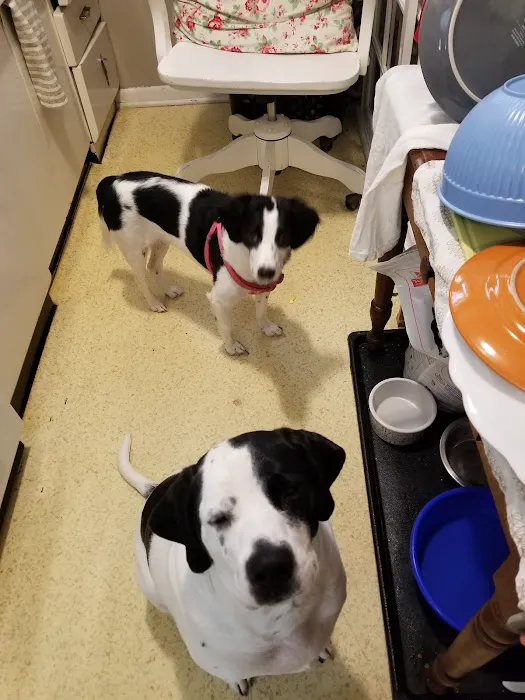 Deep Well Veterinary Services Picture 3