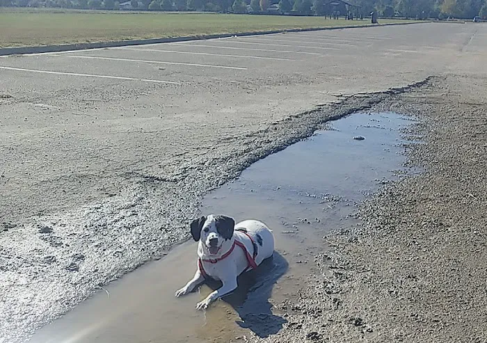 Deep Well Veterinary Services Picture 8