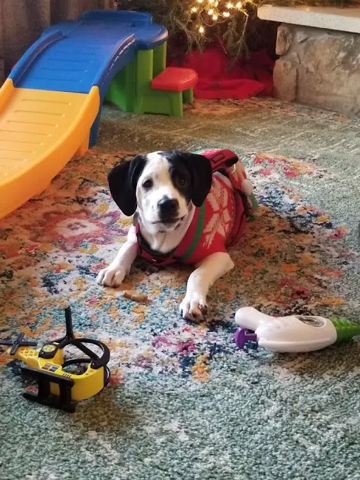 Deep Well Veterinary Services Picture 7