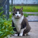 Pony Express Veterinary Clinic