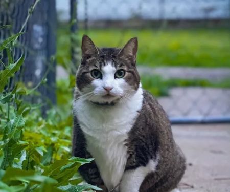 Pony Express Veterinary Clinic