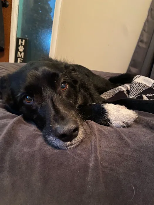 Blue River Veterinary Clinic Picture 1