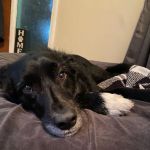 Blue River Veterinary Clinic