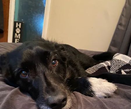 Blue River Veterinary Clinic