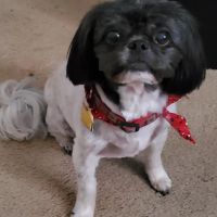 Christian County Vet ico