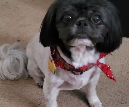 Christian County Vet