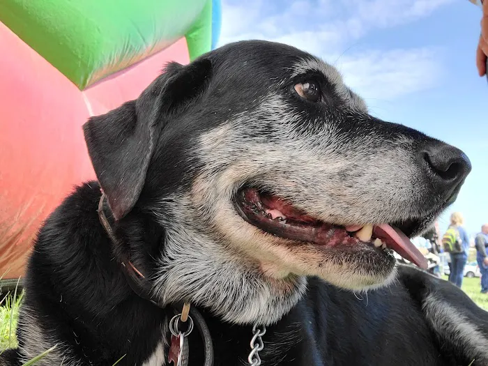 Christian County Vet Picture 5