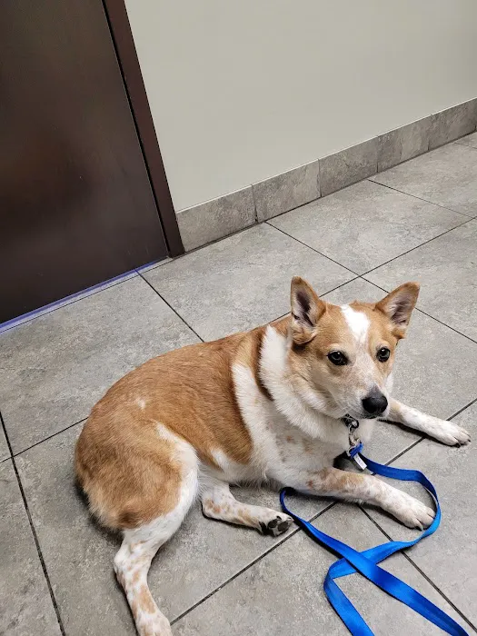 Christian County Vet Picture 6