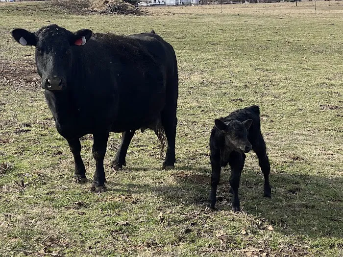 Christian County Vet Picture 9