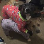 Davis Veterinary Clinic